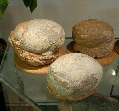 dinosaur-eggs